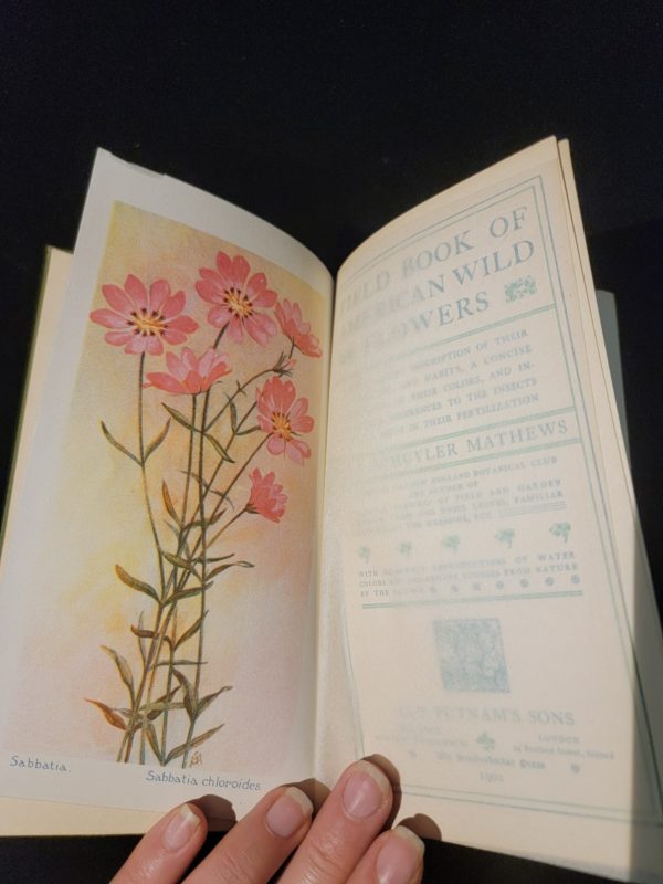 Fieldbook of American Wild Flowers by F. Schuyler Mathews 1902