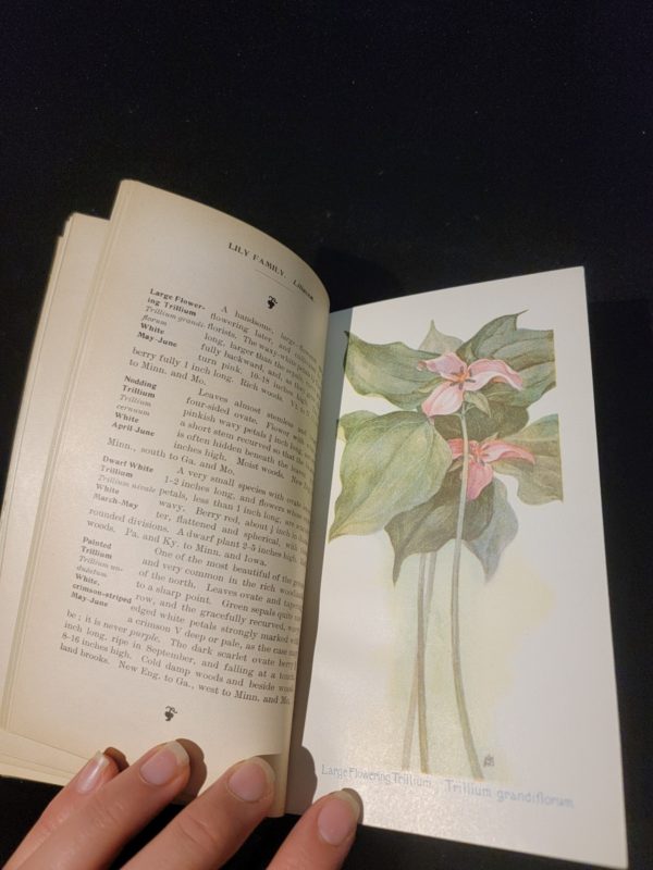 Fieldbook of American Wild Flowers by F. Schuyler Mathews 1902