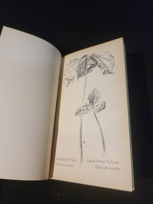 Fieldbook of American Wild Flowers by F. Schuyler Mathews 1902