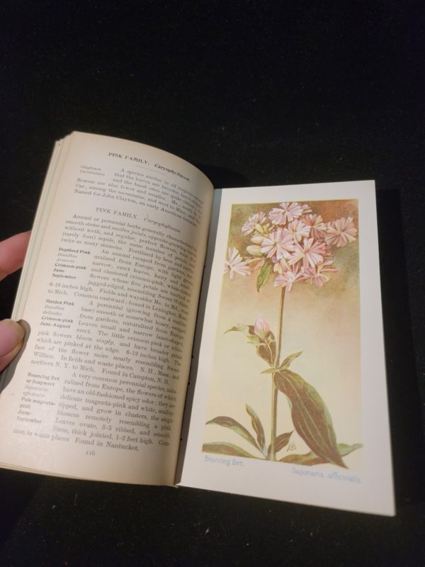 Fieldbook of American Wild Flowers by F. Schuyler Mathews 1902